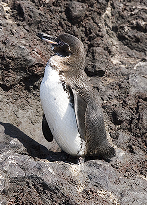 Baby Galapagos Penguin